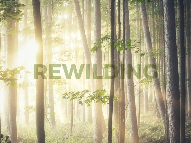 JOIN THE REWILDING MOVEMENT